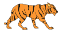 Tiger is running
